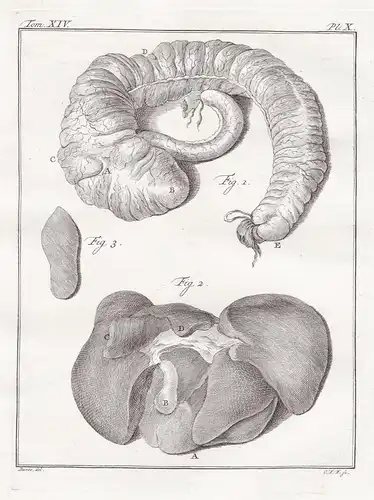 Pl. X. - Affe monkey Berberaffe Magot Barbary macaque / Innereien organs / Anatomie anatomy / Tiere animals an