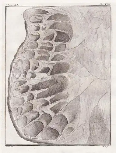 Pl. XIV. - Dromedar Dromedary / Anatomie anatomy / Tiere animals animaux