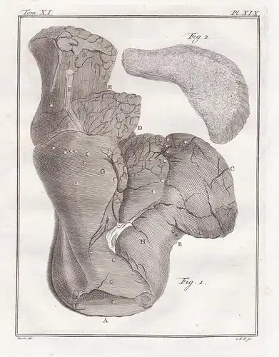 Pl. XIX. - Dromedar Dromedary / Anatomie anatomy / Tiere animals animaux
