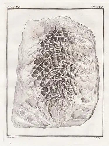 Pl. XVI. - Dromedar Dromedary / Anatomie anatomy / Tiere animals animaux