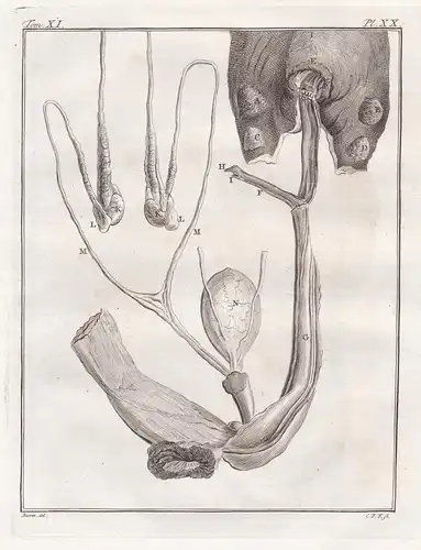 Pl. XX. - Dromedar Dromedary / Anatomie anatomy / Tiere animals animaux