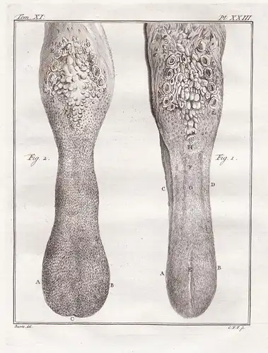 Pl. XXIII. - Kamel camel / Anatomie anatomy / Tiere animals animaux