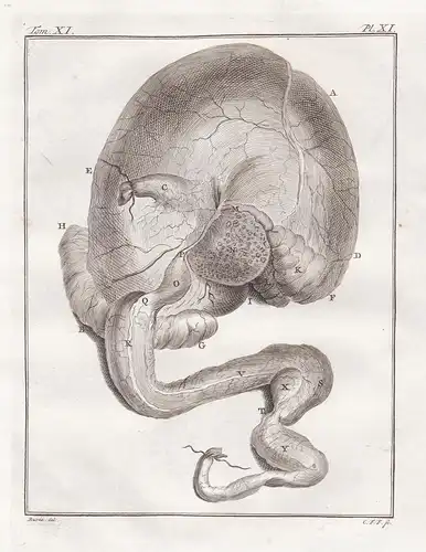 Pl. XI. - Dromedar Dromedary / Anatomie anatomy / Tiere animals animaux