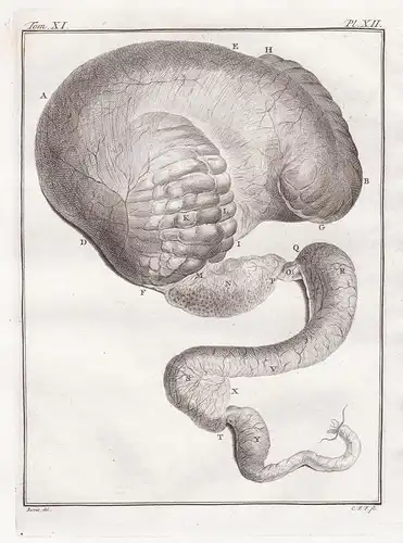 Pl. XII. - Dromedar Dromedary / Anatomie anatomy / Tiere animals animaux