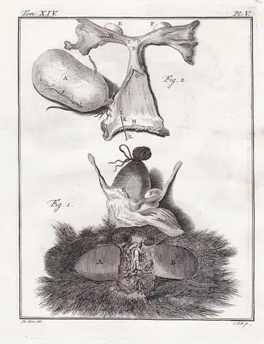 Pl. V. - Affe monkey Gibbon / Anatomie anatomy / Tiere animals animaux