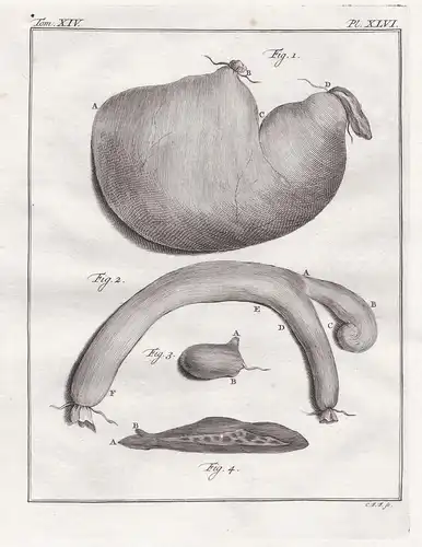 Pl. XLVI. - Wedge-capped capuchin Brauner Kapuzineraffe Capucin olive / Affe monkeys / Innereien organs / Anat