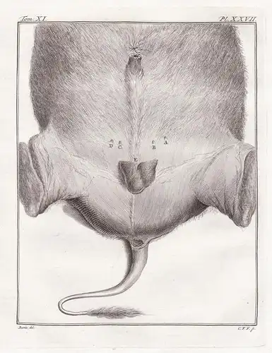 Pl. XXVII. - Büffel Buffalo / Anatomie anatomy / Tiere animals animaux
