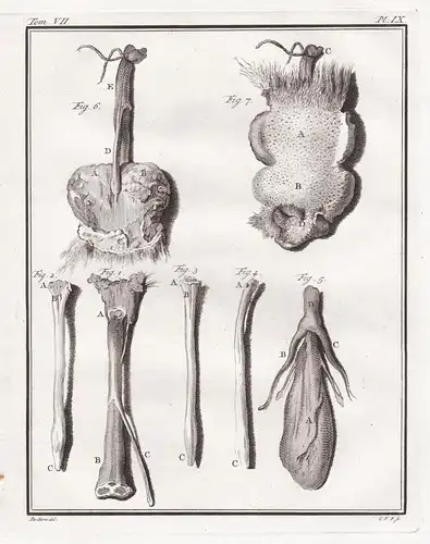 Pl. IX. - Dachs badger Blaireau Rauptier predator / Knochen bones / Anatomie anatomy / Tiere animals animaux