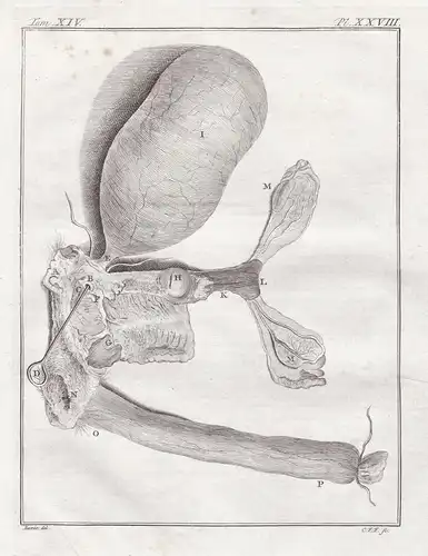 Pl. XXVIII. - Affe patas monkey Husarenaffe / Innereien organs / Anatomie anatomy / Tiere animals animaux