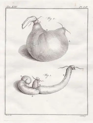 Pl. LII. - Totenkopfaffe Squirrel monkey / Affe monkeys / Innereien organs / Anatomie anatomy / Tiere animals