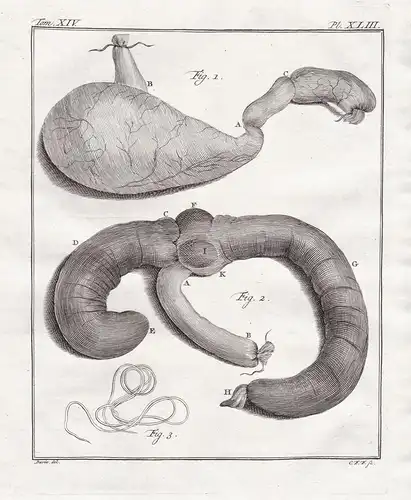 Pl. XLIII. - Red-faced spider monkey Rotgesichtklammeraffe / Affe monkeys / Innereien organs / Anatomie anatom
