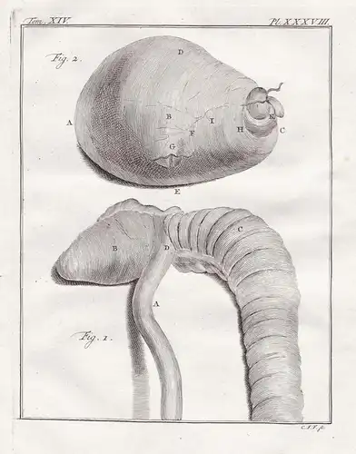 Pl. XXXVIII. - Affe Westliche Grünmeerkatze Green monkey / Innereien organs / Anatomie anatomy / Tiere animals