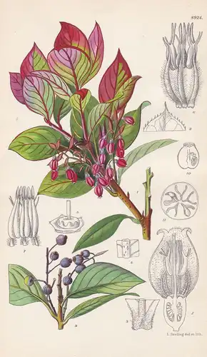 Vaccinium glauco-album. Tab 8924. - Himalaya / Pflanze Planzen plant plants / flower flowers Blume Blumen / bo