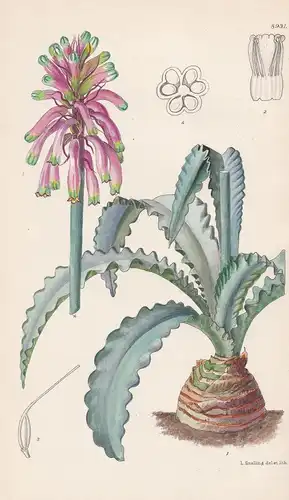 Velthemia deasii. Tab 8931. - South Africa Südafrika / Pflanze Planzen plant plants / flower flowers Blume Blu