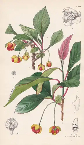 Schisandra sphenanthera. Tab 8921. - China / Pflanze Planzen plant plants / flower flowers Blume Blumen / bota