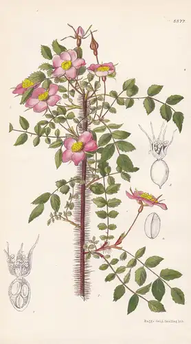 Rosa farreri f. persetosa. Tab 8877. - China / Pflanze Planzen plant plants / flower flowers Blume Blumen / bo
