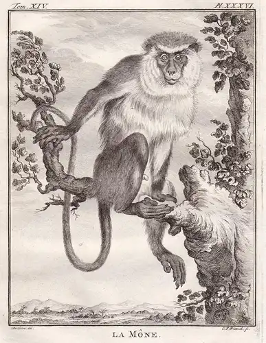La Mone - Meerkatzen Guenon / Affe monkey Affen monkey singe Primate primates / Tiere animals animaux