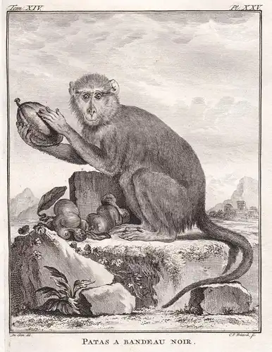 Patas a bandeau noir - Patas wadi monkey Husarenaffe / Affe monkey Affen monkey singe Primate primates / Tiere