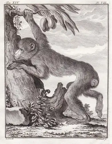 Pl. VIII - Barbary macaque Berberaffe / Affe monkey Affen monkey Primate primates / Tiere animals animaux