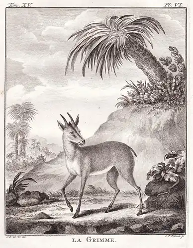 La Grimme - Grimm - Antilope Antelope Antilopes / Tiere animals animaux