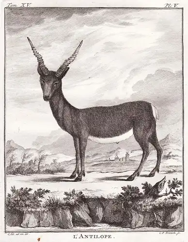 L'Antilope - Antelope Antilopes / Tiere animals animaux