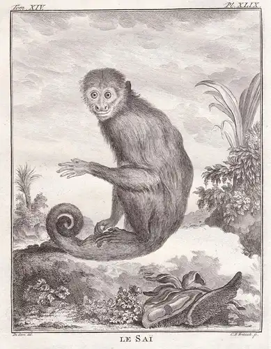 Le Sai - Weißschulter-Kapuzineraffe Colombian white-faced capuchin / Affe monkey Affen monkey singe Primate pr