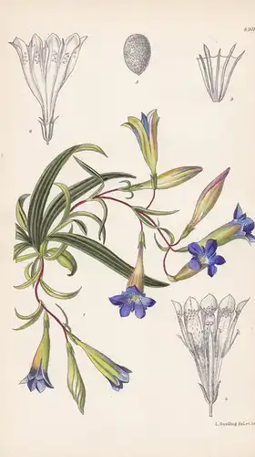 Gentiana dahurica. Tab 8911. - China / Pflanze Planzen plant plants / flower flowers Blume Blumen / botanical
