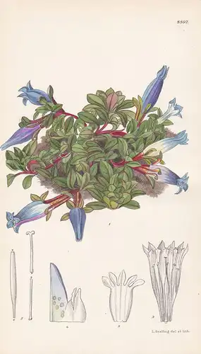 Gentiana stragulata. Tab 8897. - China / Pflanze Planzen plant plants / flower flowers Blume Blumen / botanica