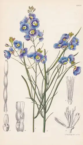 Heliophila longifolia. Tab 8886. - South Africa Südafrika / Pflanze Planzen plant plants / flower flowers Blum