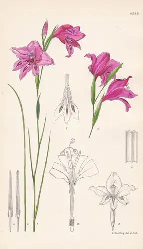 Gladiolus crispulatus. Tab 8923. - South Africa Südafrika / Pflanze Planzen plant plants / flower flowers Blum