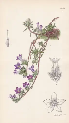 Cyananthus neglectus. Tab 8909. - China / Pflanze Planzen plant plants / flower flowers Blume Blumen / botanic