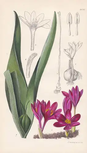 Colchicum atropurpureum. Tab 8876. - Pflanze Planzen plant plants / flower flowers Blume Blumen / botanical Bo