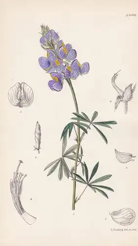 Lupinus saxatilis. Tab 8906. - Peru / Pflanze Planzen plant plants / flower flowers Blume Blumen / botanical B