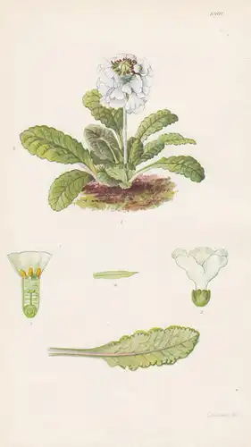 Primula eburnea. Tab 8901. - Bhutan / Pflanze Planzen plant plants / flower flowers Blume Blumen / botanical B