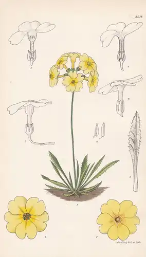 Primula prattii. Tab 8918. - China / Pflanze Planzen plant plants / flower flowers Blume Blumen / botanical Bo
