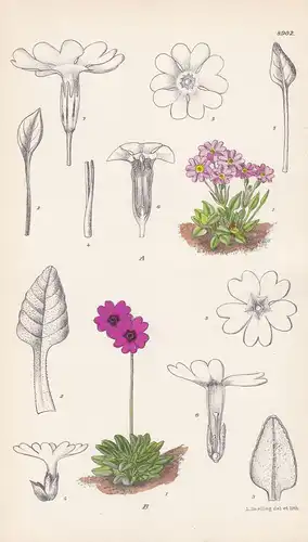 Primula reginella. Tab 8902a. - China / Pflanze Planzen plant plants / flower flowers Blume Blumen / botanical