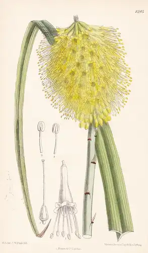 Kniphofia carinata. Tab 8545 - South Africa / Pflanze Planzen plant plants / flower flowers Blume Blumen / bot