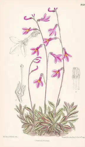Lobelia holstii. Tab 8648 - East Africa Afrika Afrique / Pflanze Planzen plant plants / flower flowers Blume B