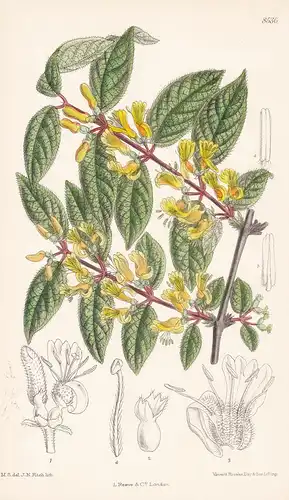 Lonicera deflexicalyx. Tab 8536 - Tibet China / Pflanze Planzen plant plants / flower flowers Blume Blumen / b