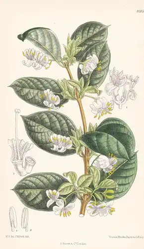 Lonicera fragrantissima. Tab 8585. - honeysuckle / China / Pflanze Planzen plant plants / flower flowers Blume