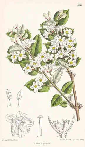 Lonicera tatarica. Tab 8677 - Russia Russland Siberia Sibirien / Pflanze Planzen plant plants / flower flowers