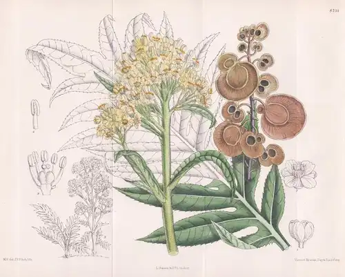 Megacarpaea polyandra. Tab. 8734. - Himalaya / Pflanze Planzen plant plants / flower flowers Blume Blumen / bo