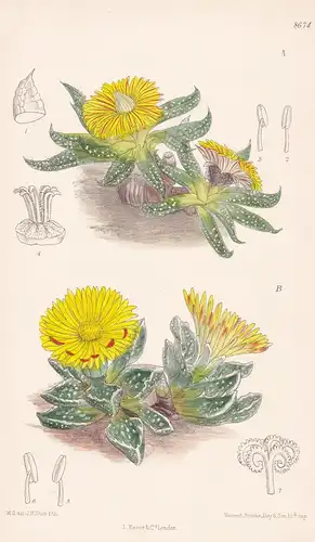 Mesembryanthemum transvaalense. Tab 8674a - South Africa Südafrika / Pflanze Planzen plant plants / flower flo