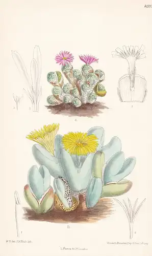 Mesembryanthemum thecatum. Tab 8595 - South Africa Südafrika / Pflanze Planzen plant plants / flower flowers B