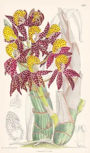 Mormodes Tigrinum. Tab 8597 - orchid Orchidee / Amazon Brasil Brazil Brasilien South America / Pflanze Planzen