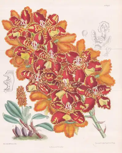 Odontoglossum chiriquense. Tab. 8725. - Central America Amerika / orchid Orchidee orchids Orchideen / Pflanze