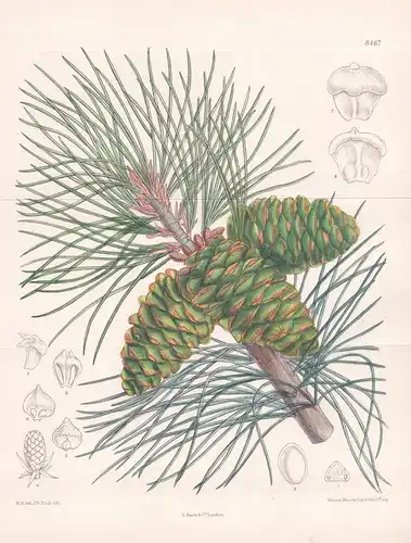 Pinus flexilis. Tab. 8467. - North America Nordamerika / orchid Orchidee orchids Orchideen / Pflanze Planzen p