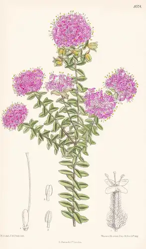 Pimelea ferruiginea. Tab 8574. - Western Australia Australien / Pflanze Planzen plant plants / flower flowers