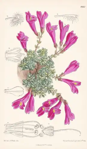 Pentstemon Rupicola. Tab 8660 - North America Nordamerika / Pflanze Planzen plant plants / flower flowers Blum