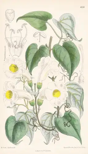 Pithecoctenium cynanchoides. Tab 8556. - Brazil Brasil Brasilien Argentina Argentinien / Pflanze Planzen plant